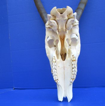Large African Blesbok Skull with 15-3/4 inches Horns (Grade 2 nose tip missing)) for $64.99
