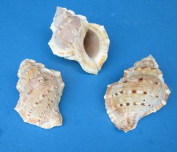 Bursa Crumena Shells, Bufonaria Crumeria, 2 to 2-1/2 inches  - 25 @ .16 each; 100 @ .15 each