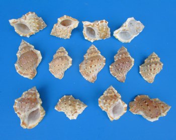Bursa Crumena Shells, Bufonaria Crumeria, 2 to 2-1/2 inches  - 25 @ .16 each; 100 @ .15 each