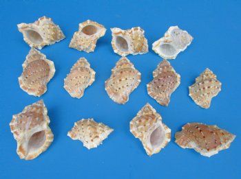 Bursa Crumena Shells, Bufonaria Crumeria, 2 to 2-1/2 inches  - 25 @ .16 each; 100 @ .15 each