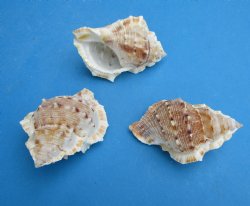 Bursa Crumena Shells <font color=red> Wholesale</font>, Bufonaria Crumeria, 2-1/2 to 3 inches  - 700 @ .13 each