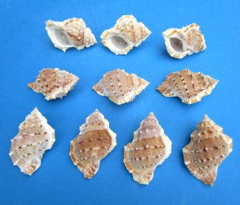 Bursa Crumena Shells <font color=red> Wholesale</font>, Bufonaria Crumeria, 2-1/2 to 3 inches  - 700 @ .13 each