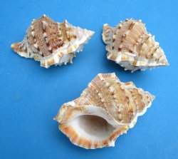 Large Bursa Crumena Shells, Bufonaria Crumeria, 3 to 3-1/2 inches  - 25 @ .40 each; 50 @ .35 each