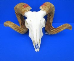 Large African Merino Ram/Sheep Skull with 28 and 29 inches Horns (Red paint on horns) for $159.99