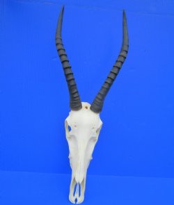 Female Blesbok Skull with 13-1/2 inches Horns (Grade 2, Several Holes Back of Skull) for $64.99