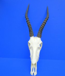 Female Blesbok Skull with 13-1/4 inches Horns (Grade 2, Hole, Crack Back of Skull) for $64.99