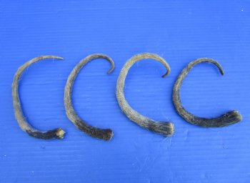 4 Opossum Tails 11 to 13 inches Preserved for <font color=rd>$7.50 each</font> (Plus $7 Ground Advantage Mail)
