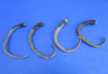 4 Opossum Tails 11 to 13 inches Preserved for <font color=rd>$7.50 each</font> (Plus $7 Ground Advantage Mail)