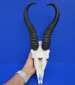 Discount African Male Springbok Skull with 11 inches Horns (Missing Nose Bridge) for $59.99