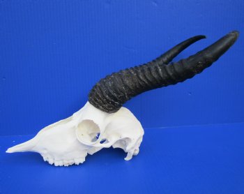 Discount African Male Springbok Skull with 11 inches Horns (Missing Nose Bridge) for $49.99