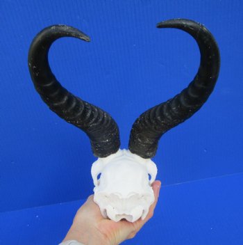 Discount African Male Springbok Skull with 11 inches Horns (Missing Nose Bridge) for $49.99