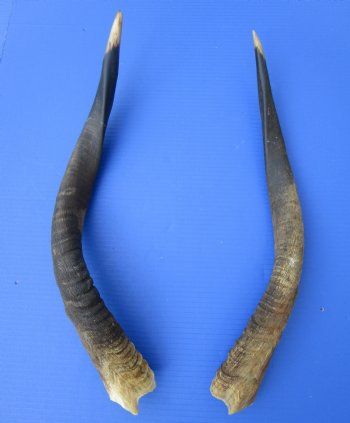 Two Real African Nyala Horns 20 and 22-1/2 inches, One Right, One Left  for $64.99