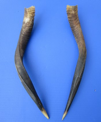Two Real African Nyala Horns 20 and 22-1/2 inches, One Right, One Left  for $64.99
