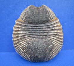 12 by 12 inches Authentic Armadillo Shell, 100% Cleaned, <font color=red> Good Quality</font> for $59.99