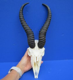 Discount African Male Springbok Skull with 11-1/4 and 12-1/4 inches Horns (Missing Nose Bridge) for $59.99