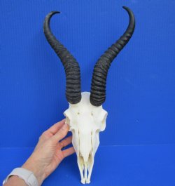 Discount African Male Springbok Skull with 10-1/4 and 10-1/2 inches Horns (no teeth) for $69.99