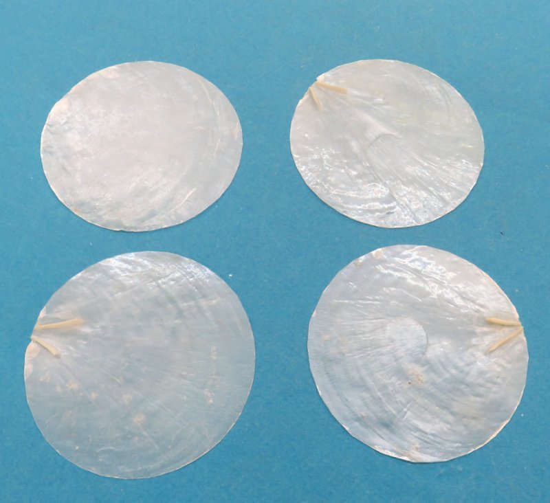 3 inches Wholesale Capiz Shells, Windowpane oyster,