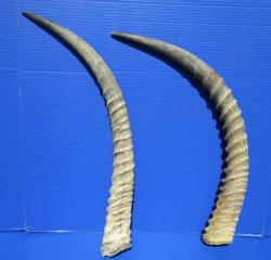 27-1/4 and 25-3/4 inches African Waterbuck Horns (Not a pair) for $64.99