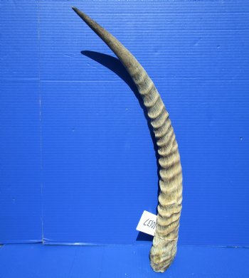 25-1/4 inches Single Authentic Waterbuck Horn for $32.99