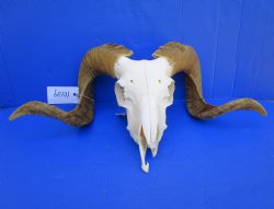 Discount African Merino Ram, Sheep Skull with 22 and 23 inches Horns (nose tip broken) for $139.99