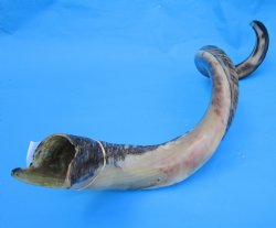 48 inches Extra Large Half-Polished Kudu Horn (32-1/2 inches straight) - $149.99
