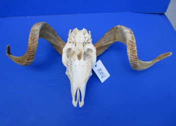 Discount African Merino Ram, Sheep Skull with 23-1/2 and 23 inches Horns (Missing nose bridge) for $139.99