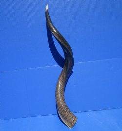 34" inches Half-Polished Kudu Horn (27 inches straight) - $89.99