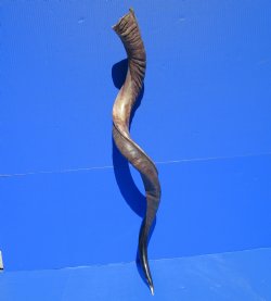 37 inches Half-Polished Kudu Horn (28-1/2 inches straight) - $109.99