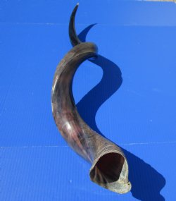 41 inches Large Half-Polished Kudu Horn (31 inches straight) - $131.99