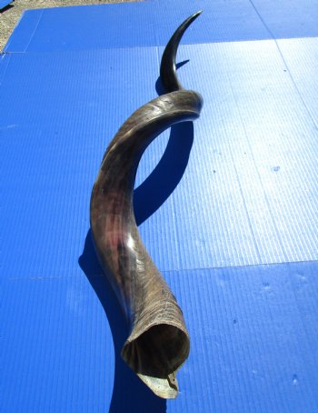 41 inches Large Half-Polished Kudu Horn (31 inches straight) - $131.99
