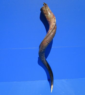 34 inches Half-Polished Kudu Horn (25-3/4 inches straight) - $89.99