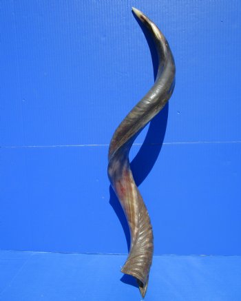 34 inches Half-Polished Kudu Horn (25-3/4 inches straight) - $89.99
