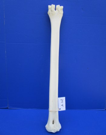 24-1/2 inches Real Giraffe Metatarsal Leg Bone for $94.99