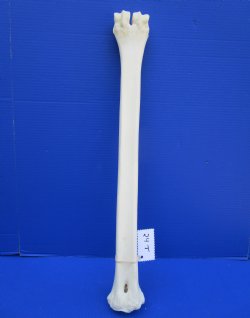 24-1/2 inches Real Giraffe Metatarsal Leg Bone for $94.99