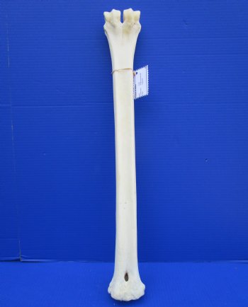 24-1/2 inches Authentic Giraffe Metatarsal Leg Bone for $94.99