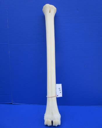 24-1/2 inches Authentic Giraffe Metatarsal Leg Bone for $94.99