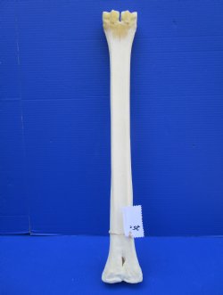 25-1/2 inches Authentic Giraffe Metatarsal Leg Bone for $94.99