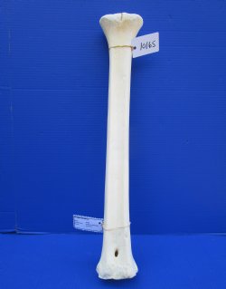23-1/2 inches Real Giraffe Metacarpal Leg Bone for $79.99
