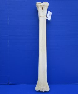 26 inches Authentic Giraffe Metacarpal Leg Bone for $94.99