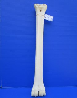 24-3/4 inches Authentic Giraffe Metacarpal Leg Bone for $94.99