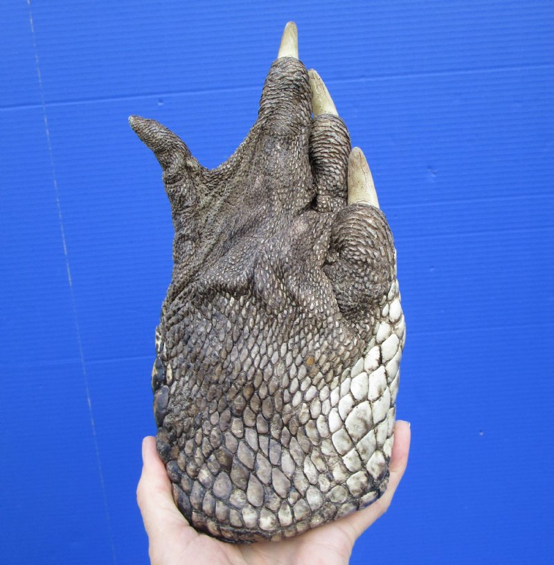 9-1/2 by 5 inches Extra Large Florida Alligator Foot