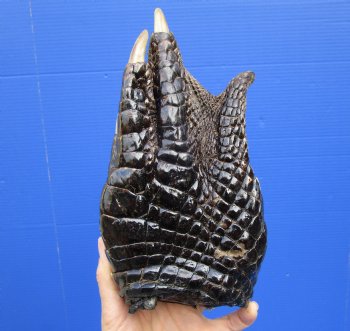 9-1/2 by 5 inches Extra Large Florida Alligator Foot for Sale Preserved with Formaldehyde for $49.99