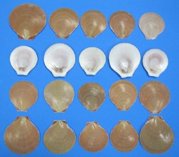 Dark Asian Moon Scallop Shells 2-1/4 to 3 inches - 100 @ .21 each
