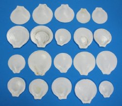 2-1/4 to 3 inches White Sun and Moon Scallop Shells -100 @ .21 each