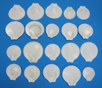 2-1/4 to 3 inches White Sun Scallop Shells <font color=red> Wholesale</font> -  700 @ .13 each