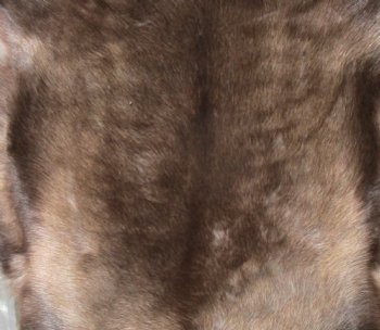 45 by 43 Reindeer Hide for Sale with dark fur for $154.99