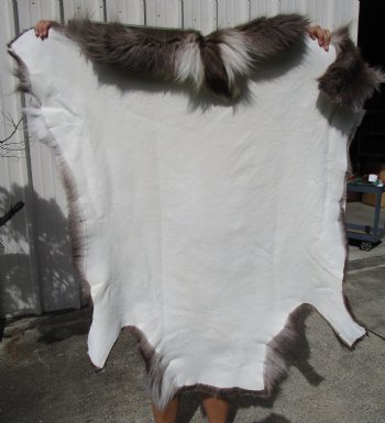 45 by 43 Reindeer Hide for Sale with dark fur for $154.99
