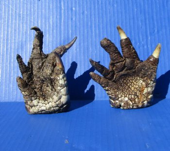 Two Free Standing Alligator Feet for Sale 4-3/4 inches Cured in Formaldehyde for $15 each
