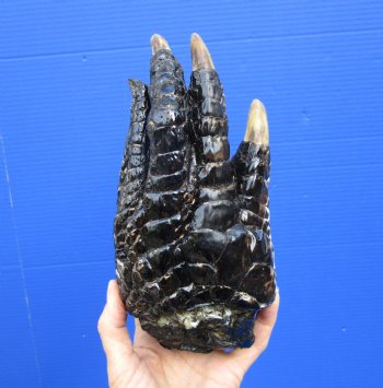 8-1/2 by 4 inches Large Real Florida Alligator Foot Preserved with Formaldehyde for $44.99