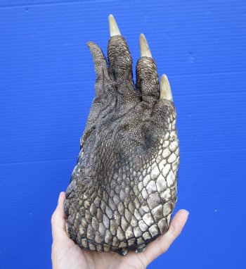 9-1/4 by 4-1/2 inches Extra Large Florida Alligator Foot for Sale Preserved with Formaldehyde for $49.99